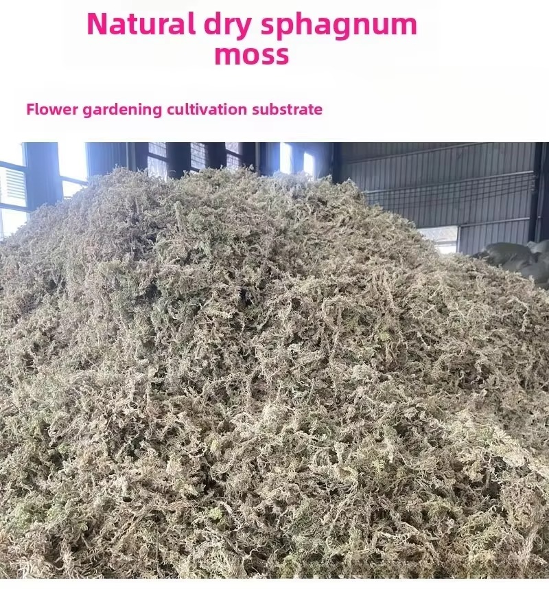 5KG Sphagnum Moss Bulk Compres - огляд і ціна Sphagnum Moss Dry